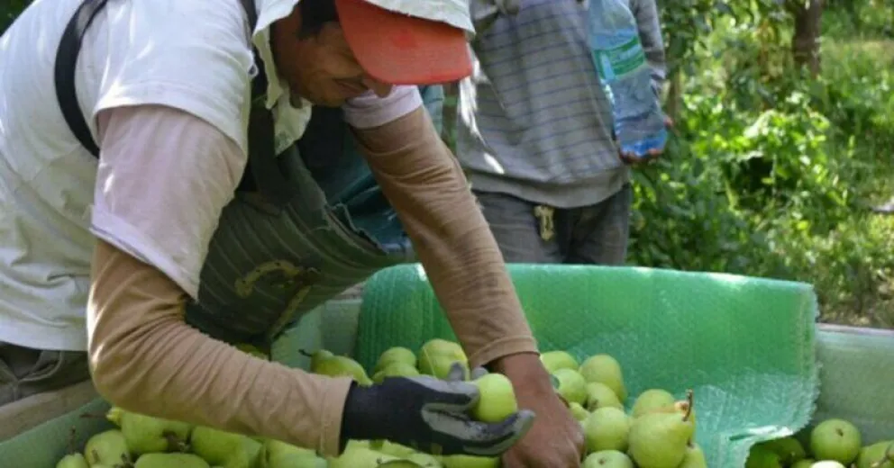 Con protocolos estrictos: comienzan a llegar los trabajadores "golondrinas"