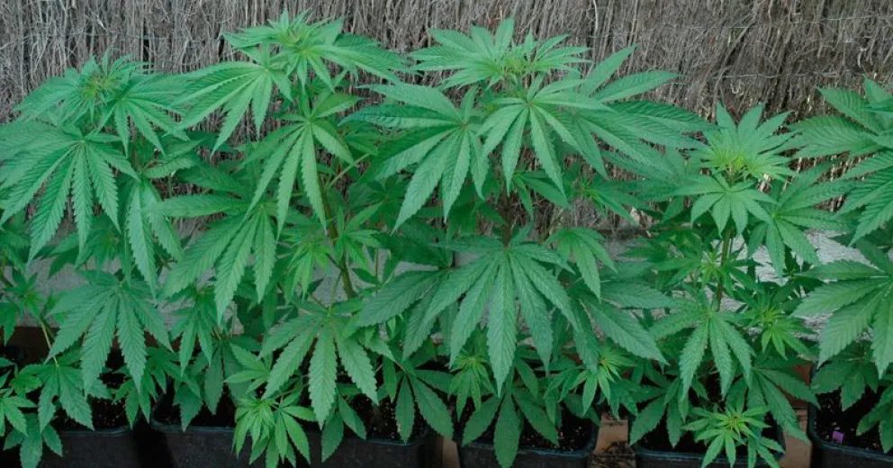 Se fueron sin pagar el alquiler y le dejaron la marihuana