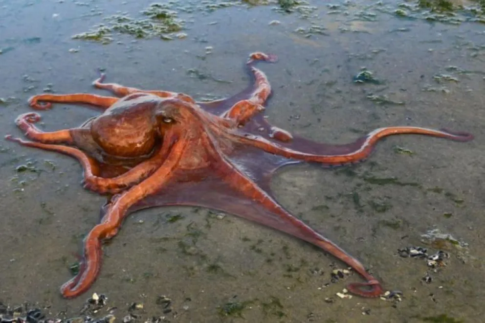 Pescan pulpos gigantes en el Golfo San Matías