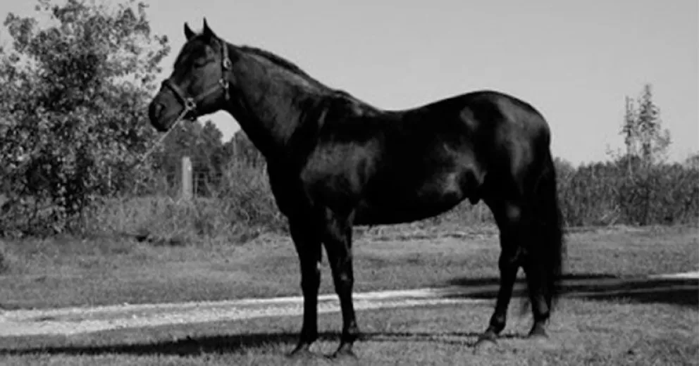 EMOCIONES ENCONTRADAS: El potro negro