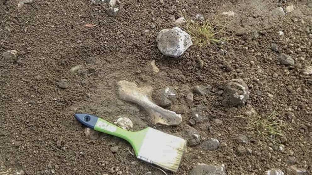 Encuentran en Neuquén restos fósiles de un dinosaurio herbívoro