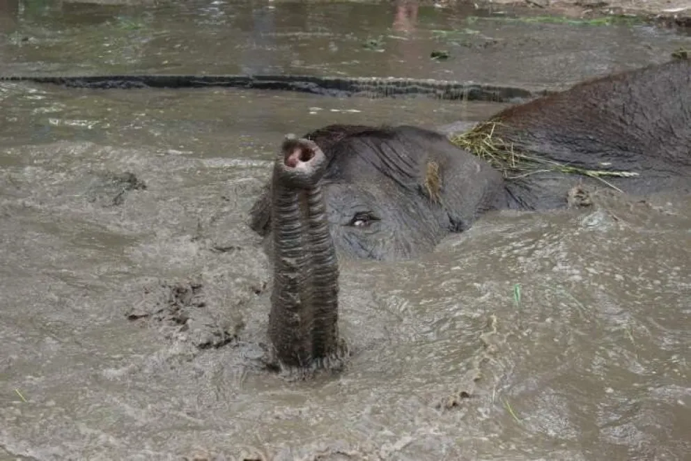 Murió la elefanta que seguía encerrada en el zoológico de Luján