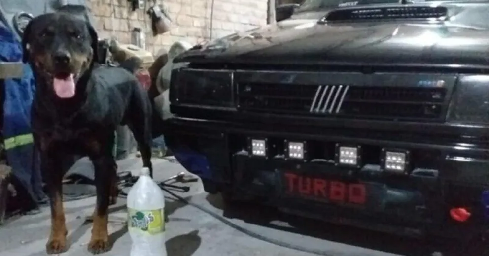 Busca recuperar al perro criado junto a su pareja, fallecida en un accidente