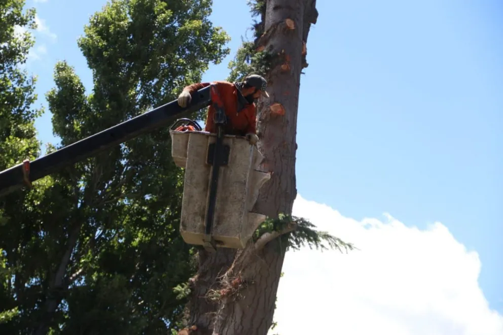 Continúan realizando tareas de poda preventiva.