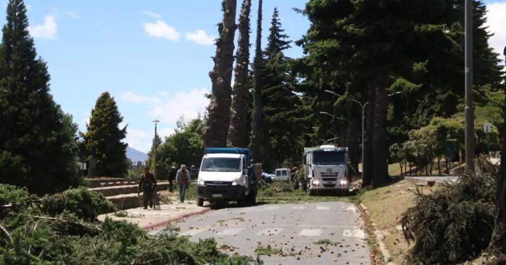 Continúan las tareas de remoción de los pinos de la Costanera y el tránsito estará afectado hasta mañana
