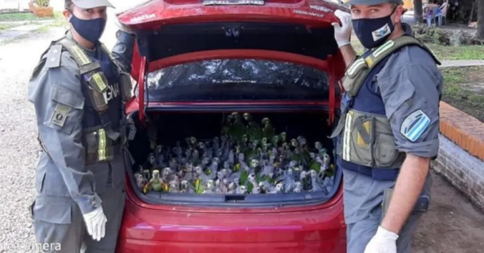 Cerca de 200 loros habladores que iban a ser traficados fueron rescatados