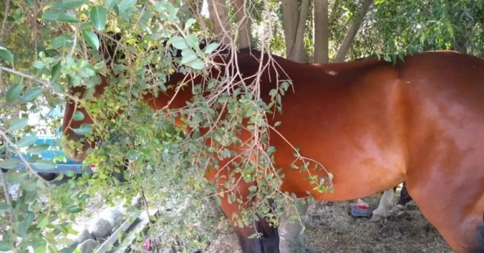 Robaron bebidas alcohólicas de un comercio y escaparon a caballo