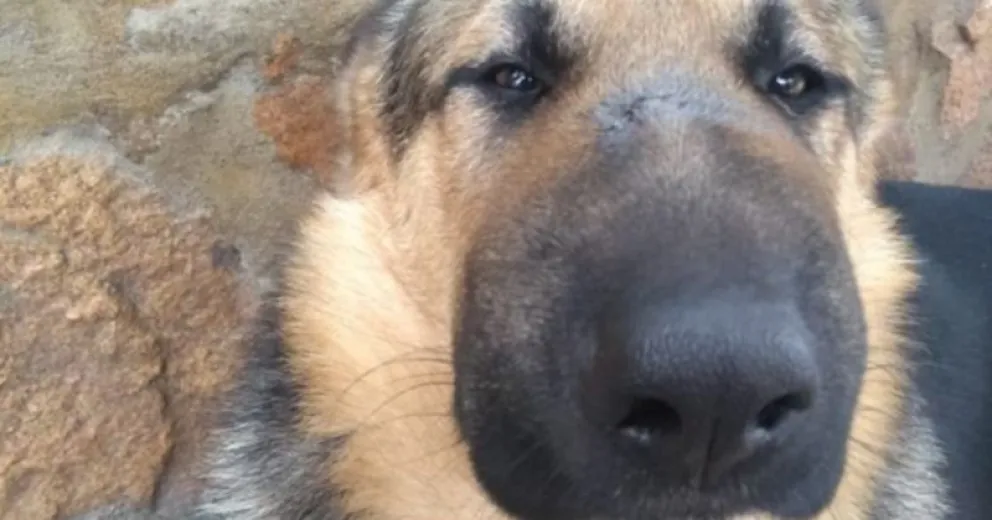 Frank, el perro que cuidó a su familia de una Yarará y sufrió múltiples picaduras