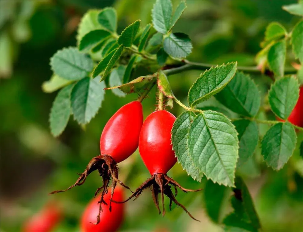 Rosa mosqueta: analizan su potencial como biocombustible