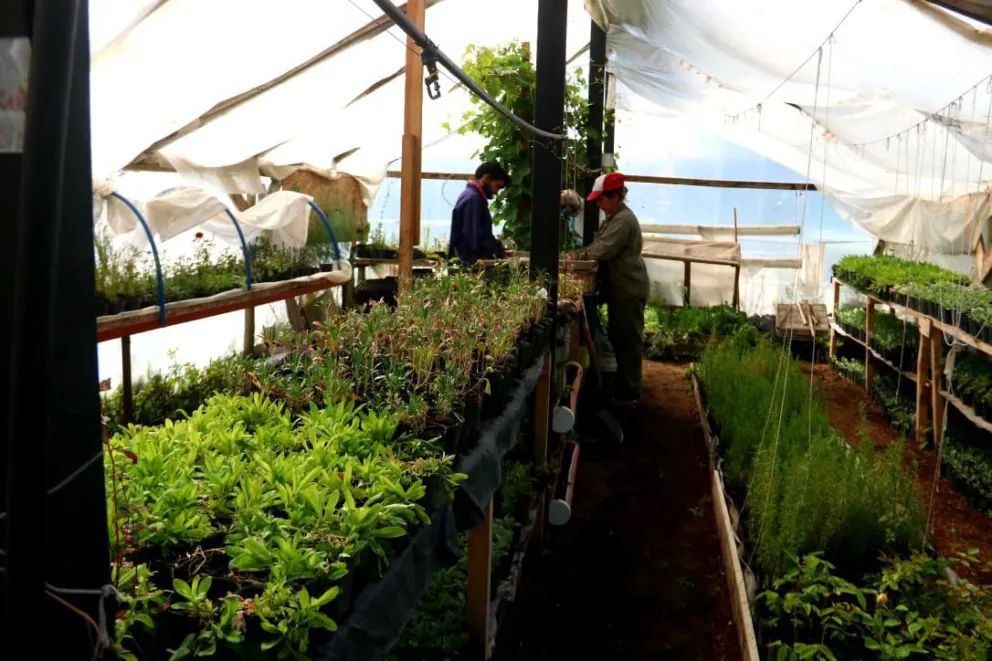Vivero Municipal: el lugar desde donde se empieza a embellecer Bariloche