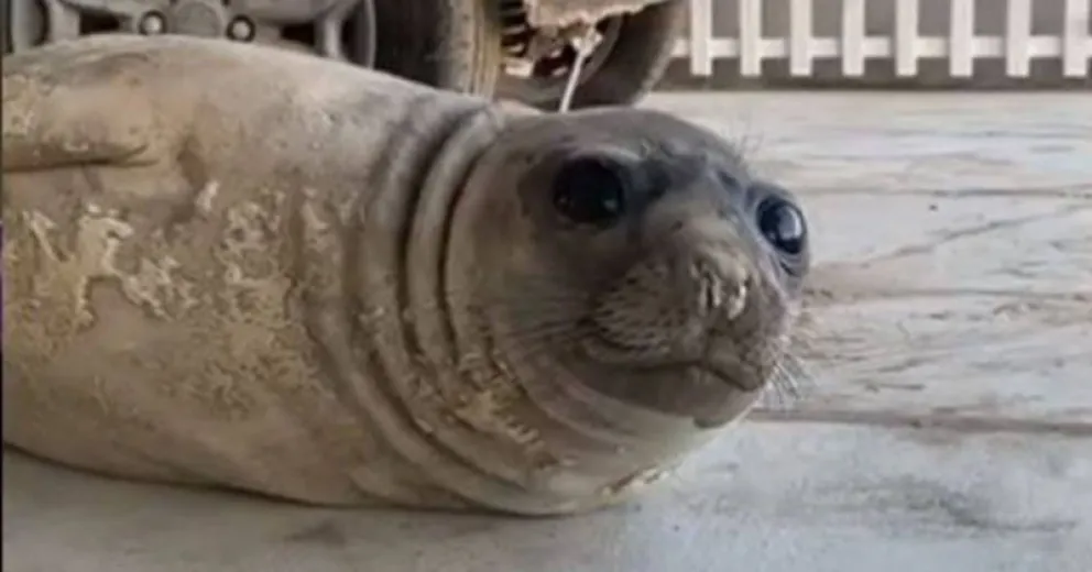 Un lobo marino se instaló con una familia que se fue vacaciones a Claromecó