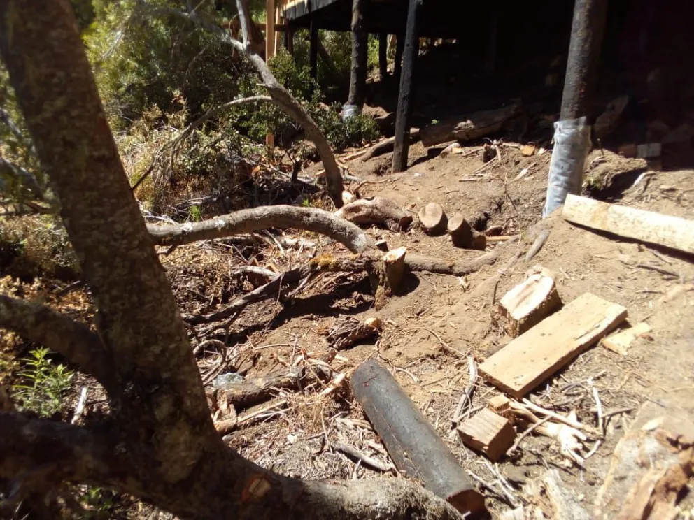 Detuvieron la construcción de un complejo turístico en el Otto por tala ilegal de árboles