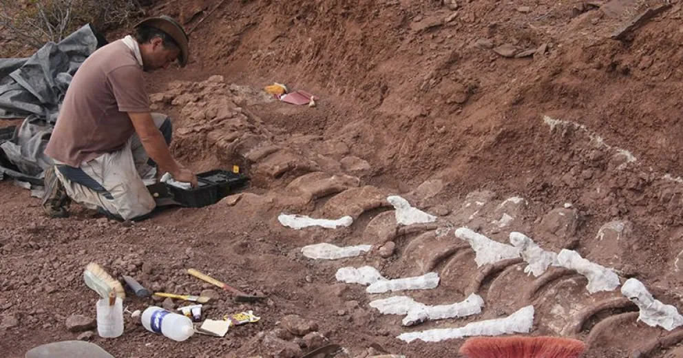 Hallan en Neuquén al dinosaurio que pasaría a ser el más grande del mundo
