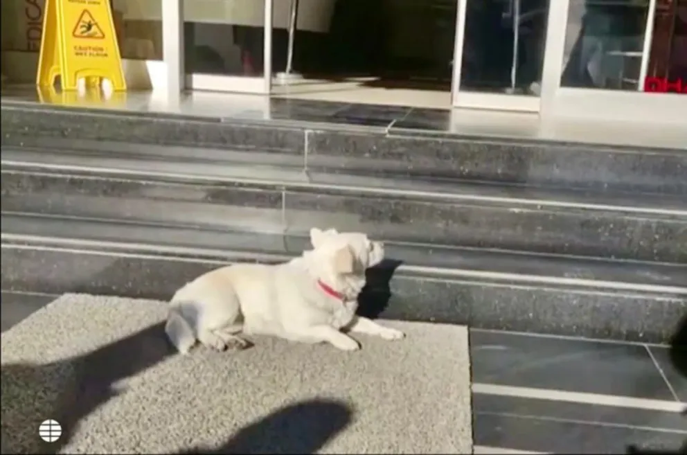 La conmovedora historia de la perrita que no abandonó a su dueño mientras estuvo internado