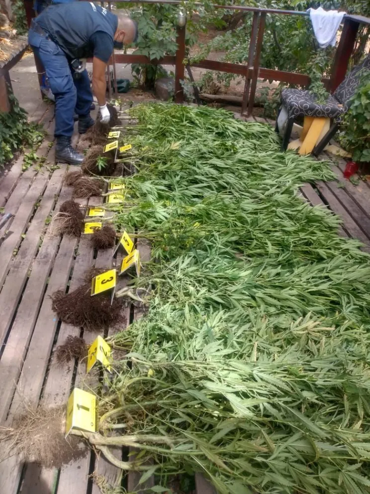 No solo hicieron dos fiestas clandestinas: también tenían cerca de 20 plantas de cannabis en el patio
