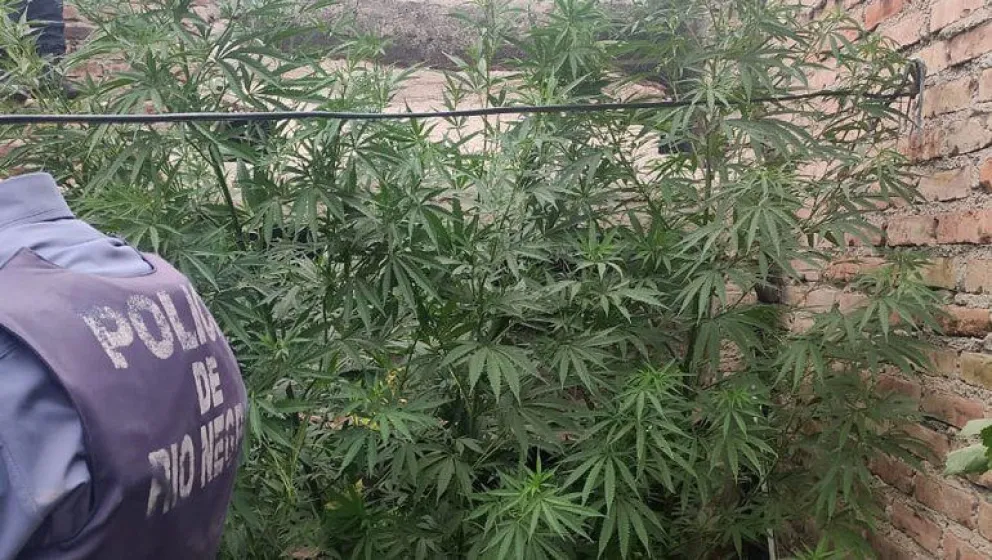 Allanaron una vivienda y encontraron diez plantas de marihuana