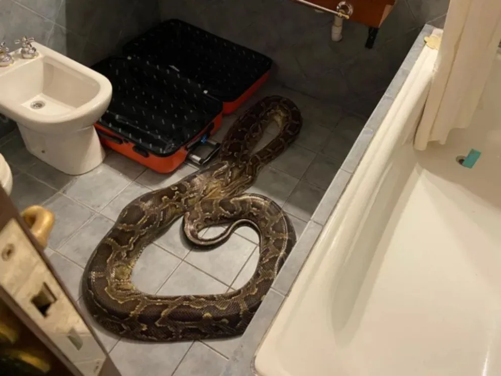 Increíble: encuentran una pitón de 5 metros en un hotel