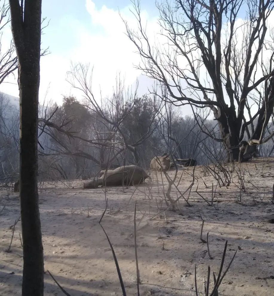 "Nos esperan no menos de 15 días de lucha contra el incendio"