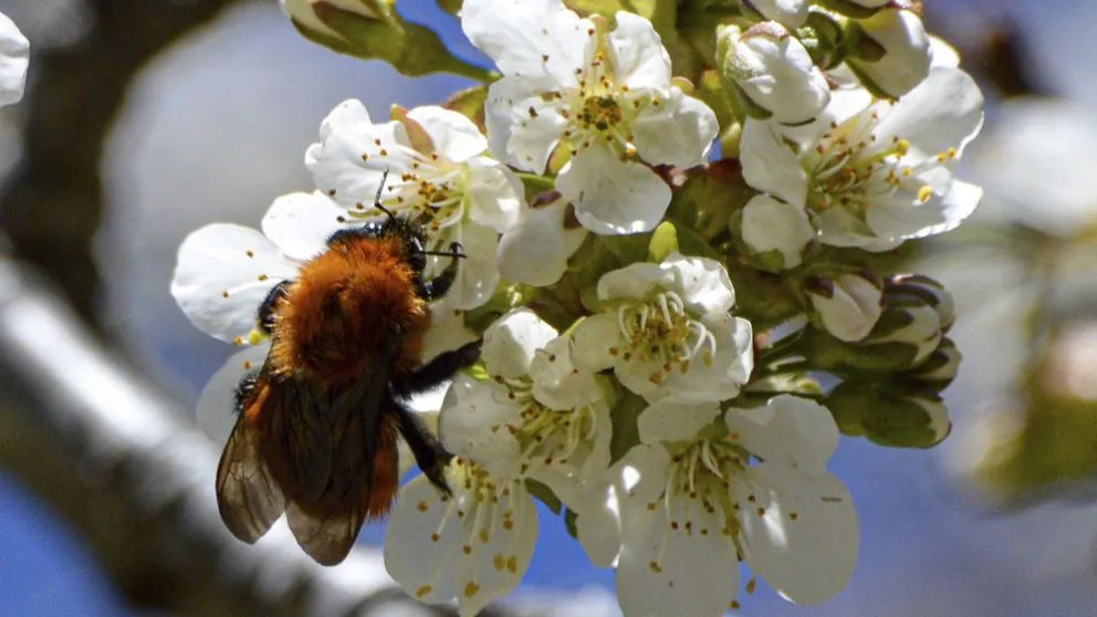 Detectan una posible reducción en la biodiversidad de abejas a nivel mundial