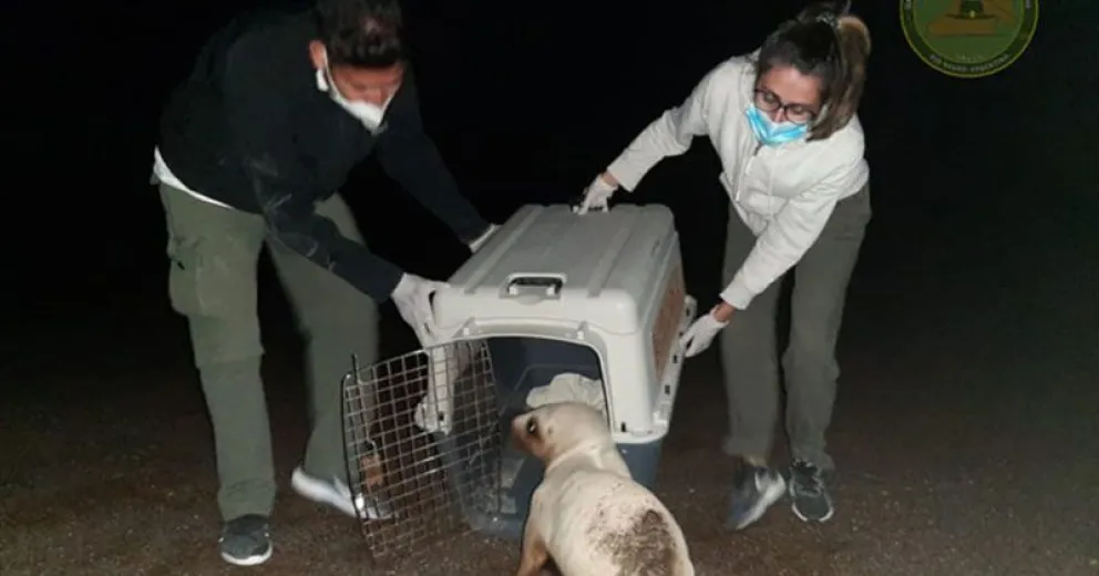 Lugar insólito: apareció un lobo marino en un terreno en construcción