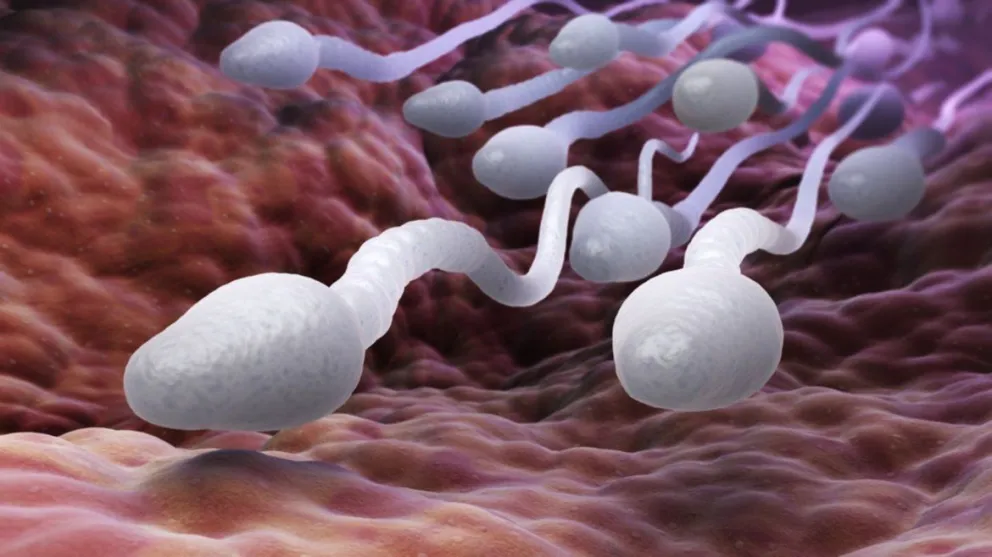 Según un estudio, el coronavirus influiría en la fertilidad de algunos hombres