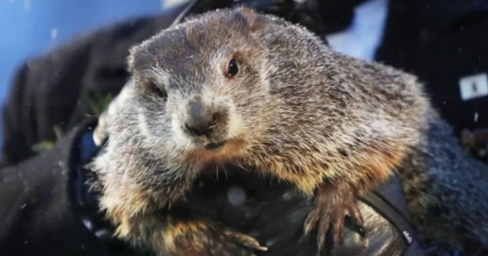 2 de febrero: hoy se celebra el Día de la Marmota, ¿por qué?