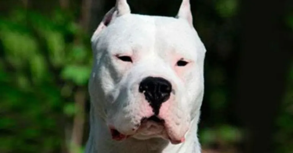 Un dogo mató a una nena de un año en su casa