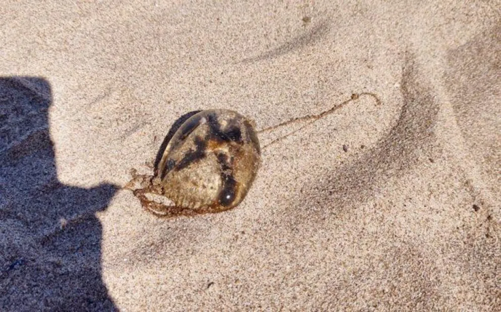 Pánico en el mar: decenas de turistas fueron picados por aguas vivas en Las Grutas