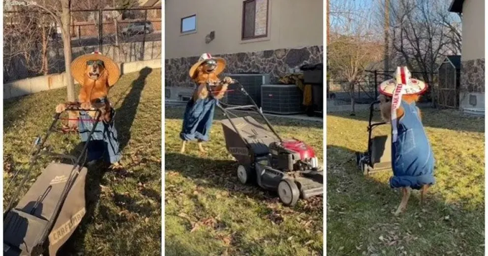 Video viral: perro jardinero corta el césped