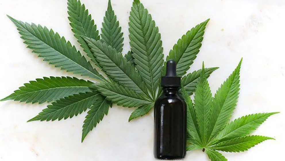 Cannabis medicinal: más cultivos para facilitar el acceso a la población