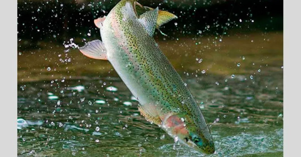 Río Negro trabajará en la producción de truchas grandes para competir con el salmón chileno