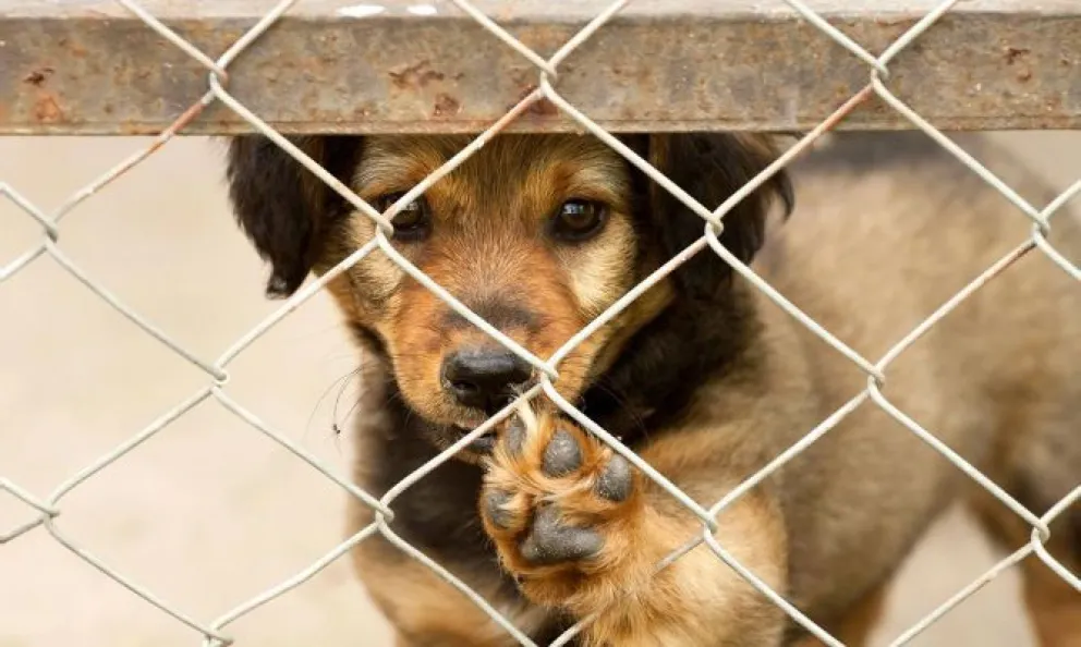 Un perro pudo ser rescatado del maltrato y la justicia lo otorgó en adopción