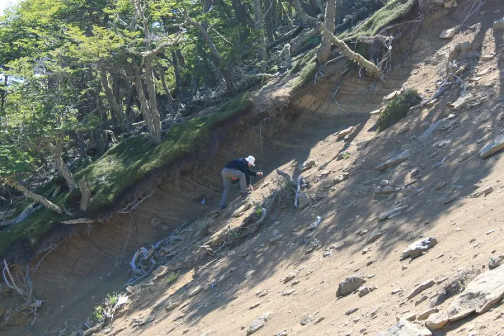 Cambio climático: qué sucedió con la flora de la Patagonia hace 40 millones de años