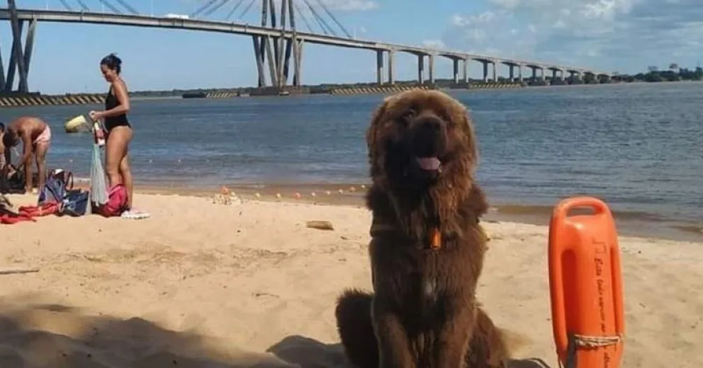 Conocé a Sam, el perro salvavidas