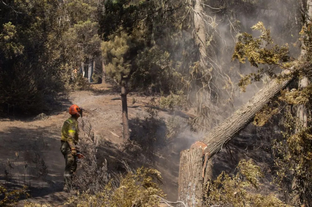 En la Universidad del Comahue ya piensan en cómo restaurar el bosque que se quemó en El Bolsón