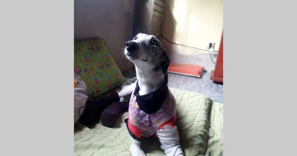 A juicio imputado por crueldad animal por el caso "Estelita"