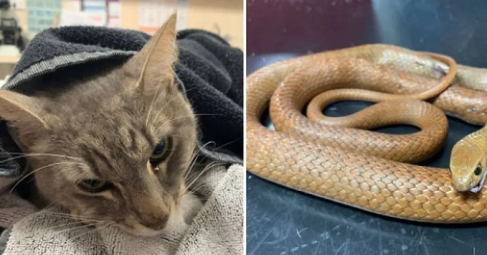 Un gato murió tras defender a dos nenes de una serpiente venenosa