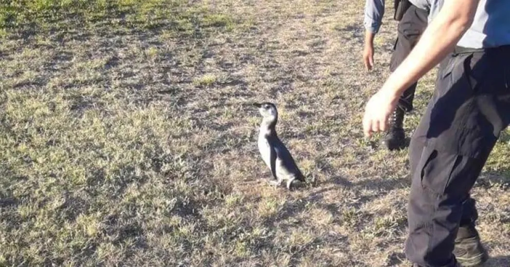 Le falló el GPS: pingüino iba hacia Brasil y terminó en la costanera de Viedma
