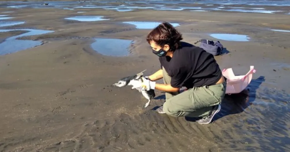 Emocionante video: así liberaron al pingüino que apareció en la costanera de Viedma