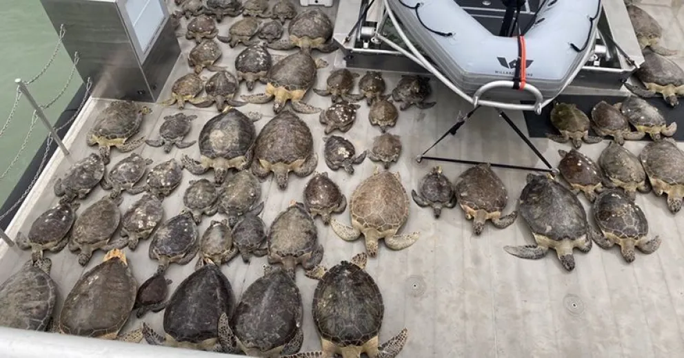 Impresionante rescate de miles de tortugas marinas