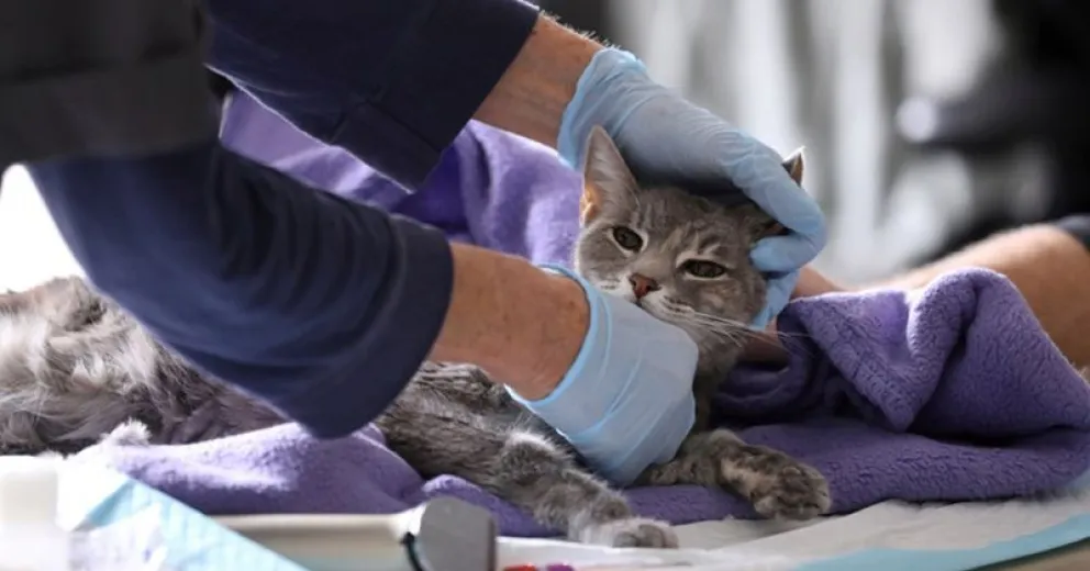 Gato dio positivo de Covid y tendrá que aislarse