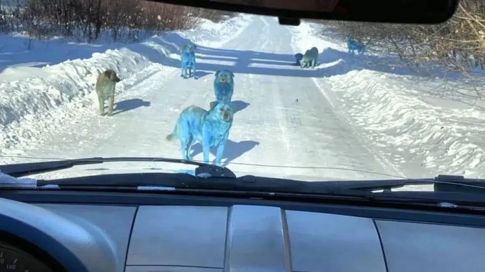 El fenómeno de los perros azules que se volvió viral
