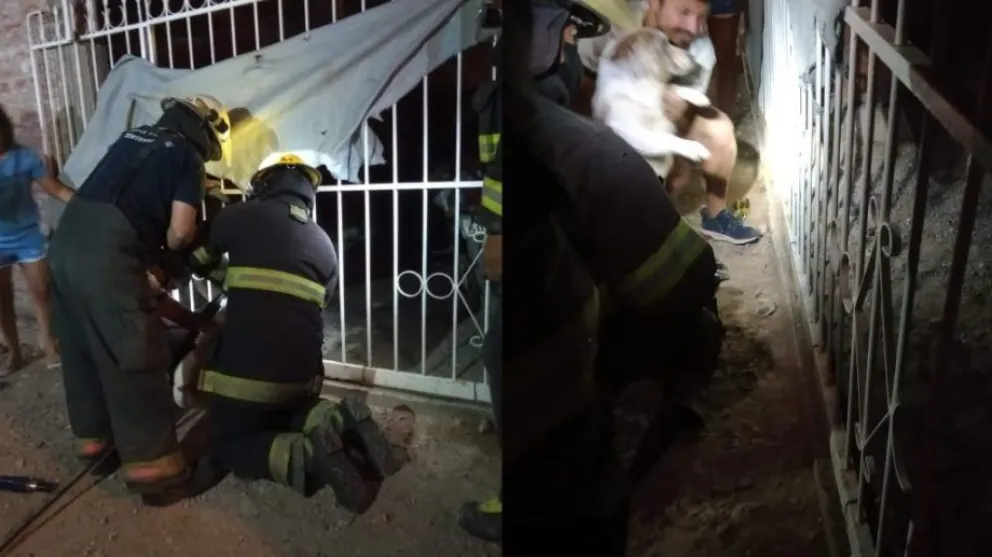 Bomberos rescataron a un perro que tenía la cabeza atrapada en una reja