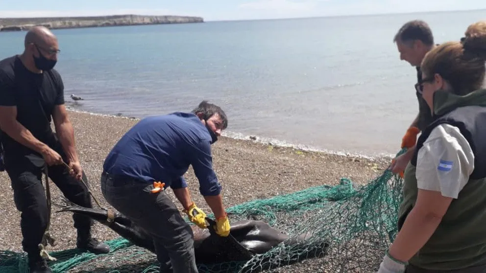 Pescadores matan a un lobo marino: “la red vale más que el animal de mier...”