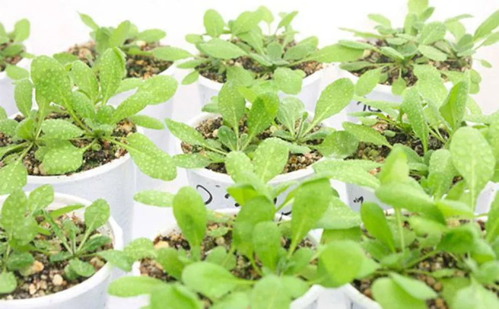 Descubren un mecanismo de control del crecimiento en altura de las plantas