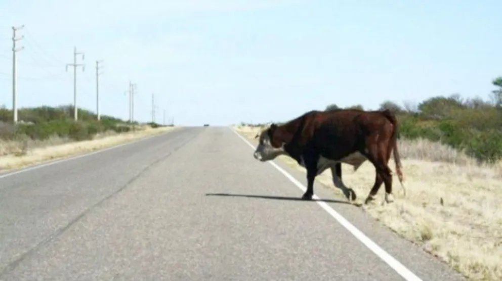 ¿Qué hacer cuando se cruza un animal en la ruta?