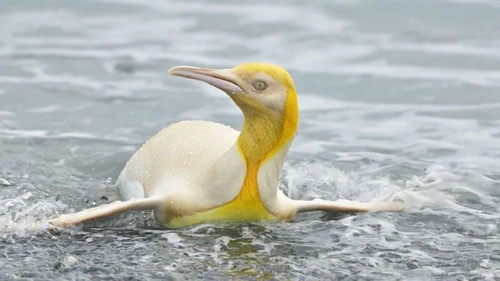 La foto de un pingüino amarillo dio la vuelta al mundo