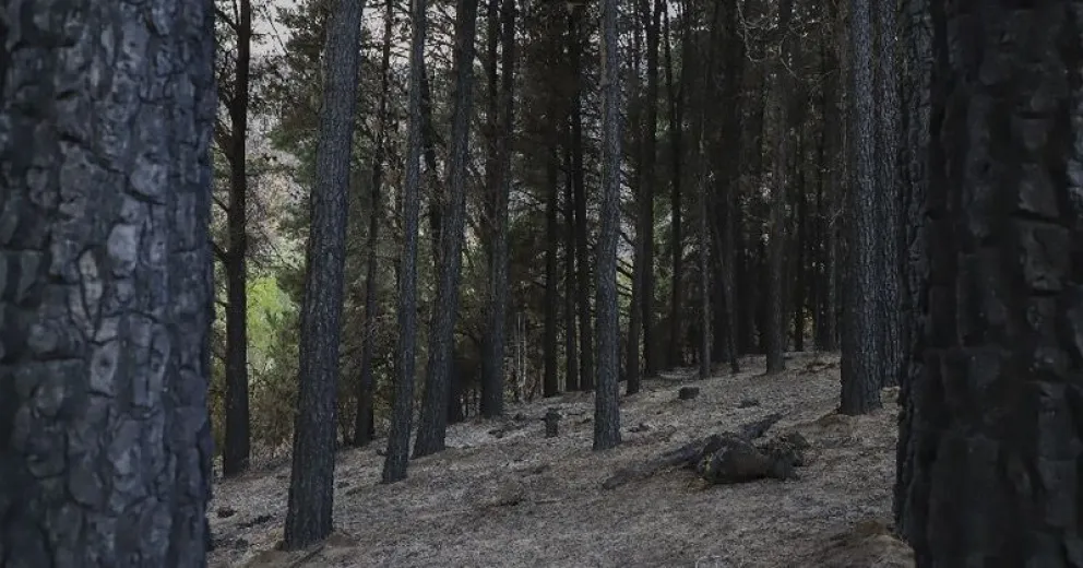 Declaran estado de Emergencia y Desastre Agropecuario y Forestal para el Departamento de Bariloche