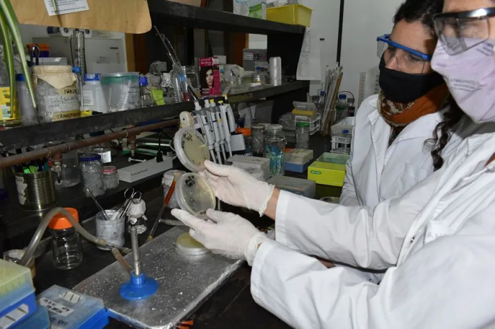 Nueva vacuna contra el coronavirus es desarrollada por el INTA