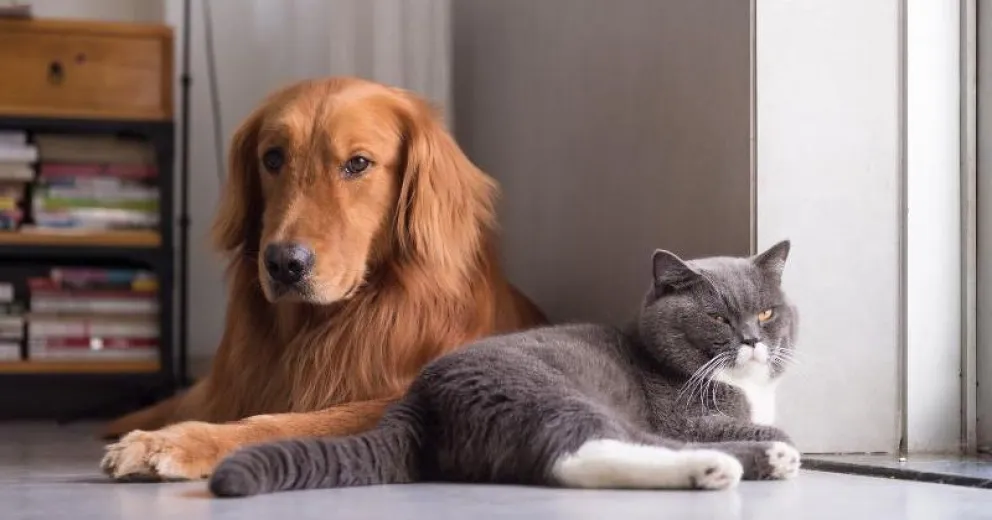 Campaña “Solo Huellas”: las mascotas deben quedar en casa